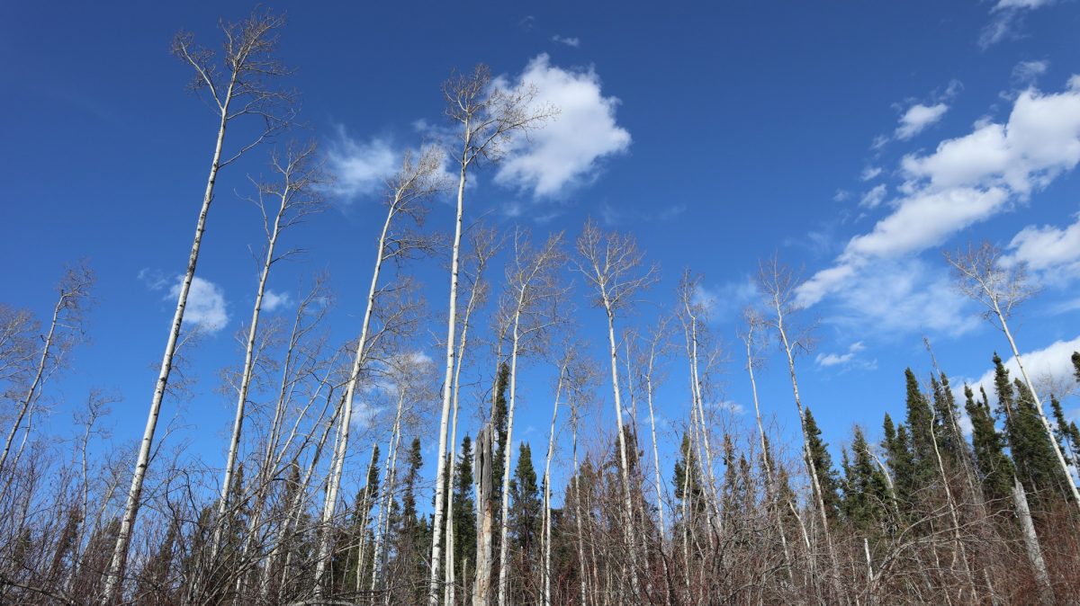 Bare trees stretch towards a blue sky with fluffy clouds and pine trees in the background.