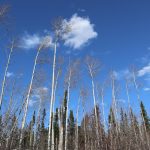 Bare trees stretch towards a blue sky with fluffy clouds and pine trees in the background.