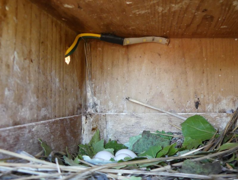 Bird eggs in a nest box under an LED light strip