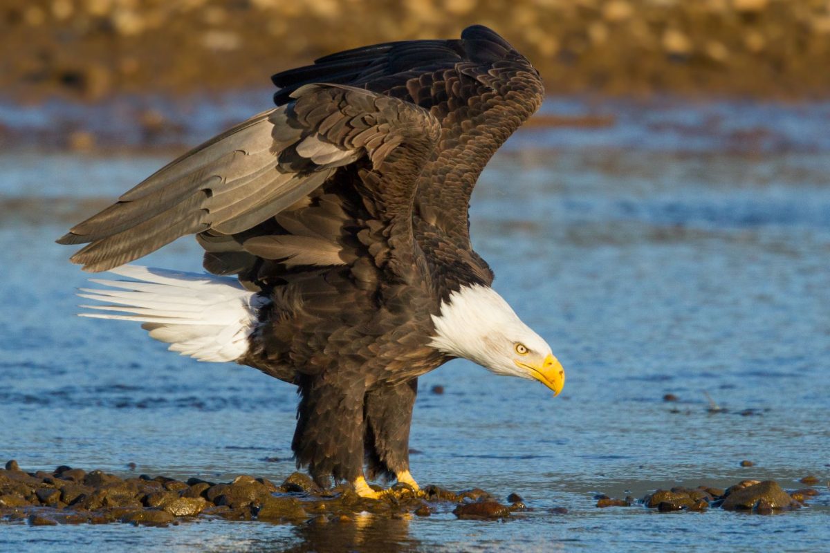 A bald eagle on a river bed