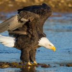 A bald eagle on a river bed