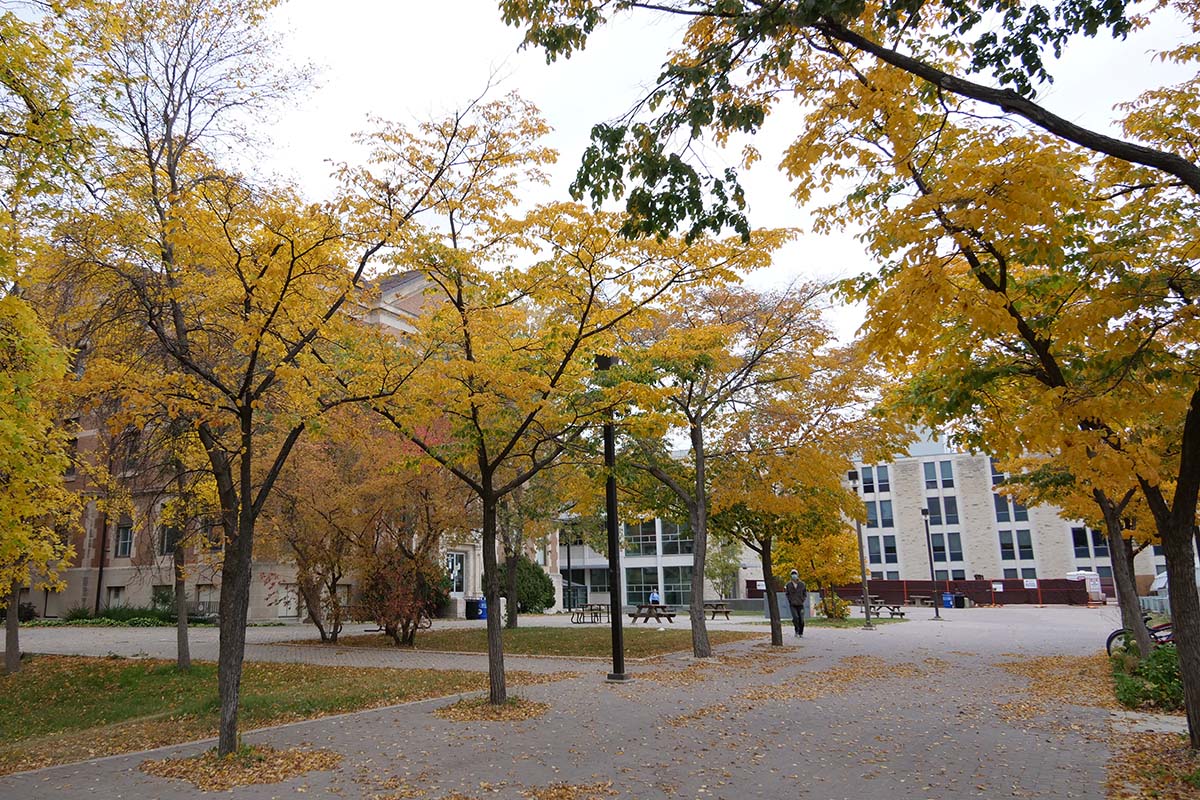 Yellow autumn leaves on trees in front of the Buller Greenhouse on the Fort Garry campus.