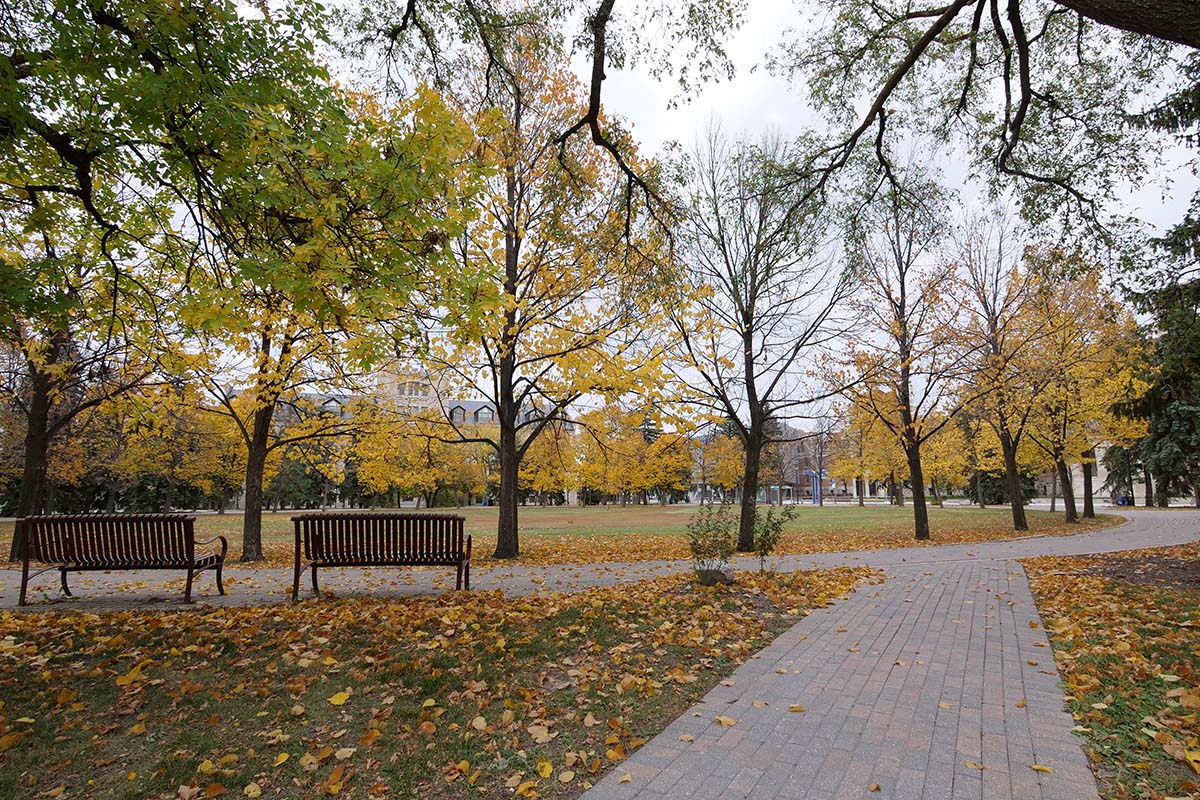 Yellow autumn leaves on trees on the Duckworth Quad on the Fort Garry campus.