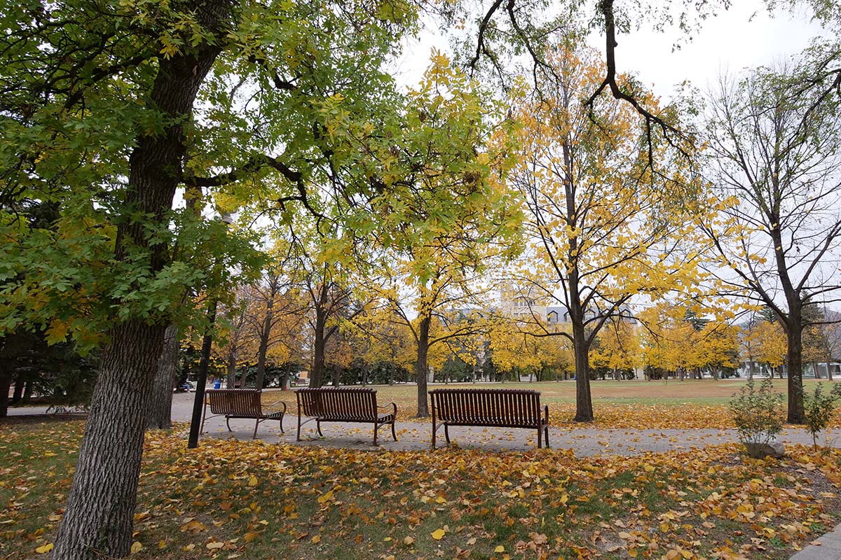 Yellow autumn leaves on trees on the Duckworth Quad on the Fort Garry campus.