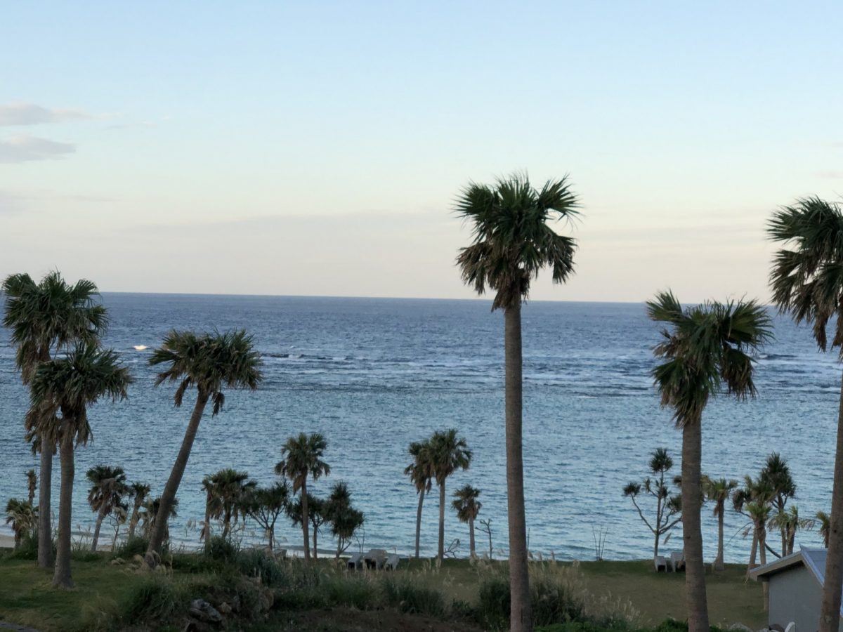 Tokunoshima, Japan in winter. Palm trees in the foreground with the ocean in the distance.