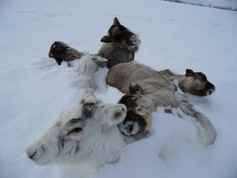 Reindeer frozen in place following the rain on snow event of November 2013