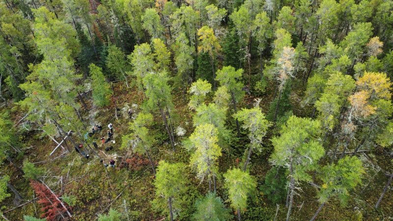 Overhead view of a forest with green leaves