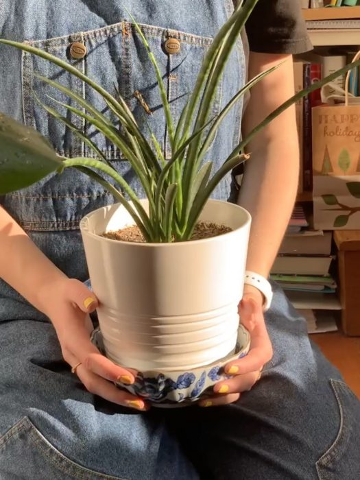 Two hands hold a potted green plant. 