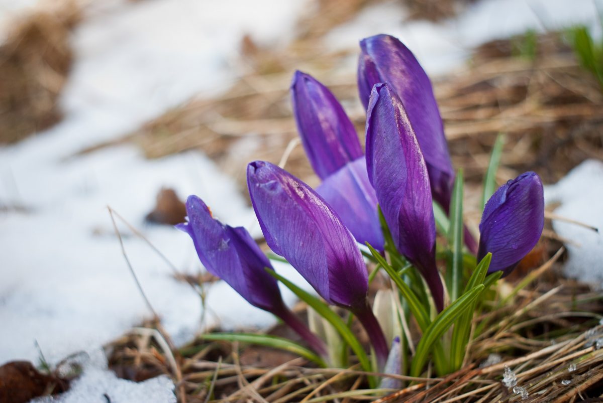 purple crocus flowers emerge from the brown ground. They have not quite opened. There are patches of snow in the background.