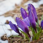 purple crocus flowers emerge from the brown ground. They have not quite opened. There are patches of snow in the background.