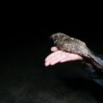 A nocturnal eastern whip-poor-will rests on a hand against a backdrop of nightsky