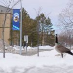 A goose on Fort Garry campus, surrounded by snow. // Image from Melyssa Ward