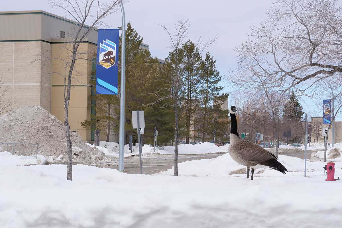 A goose on Fort Garry campus, surrounded by snow. // Image from Melyssa Ward