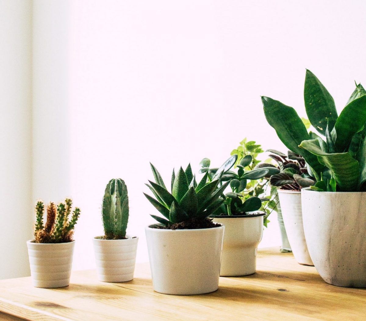 succulents in white pots on a table