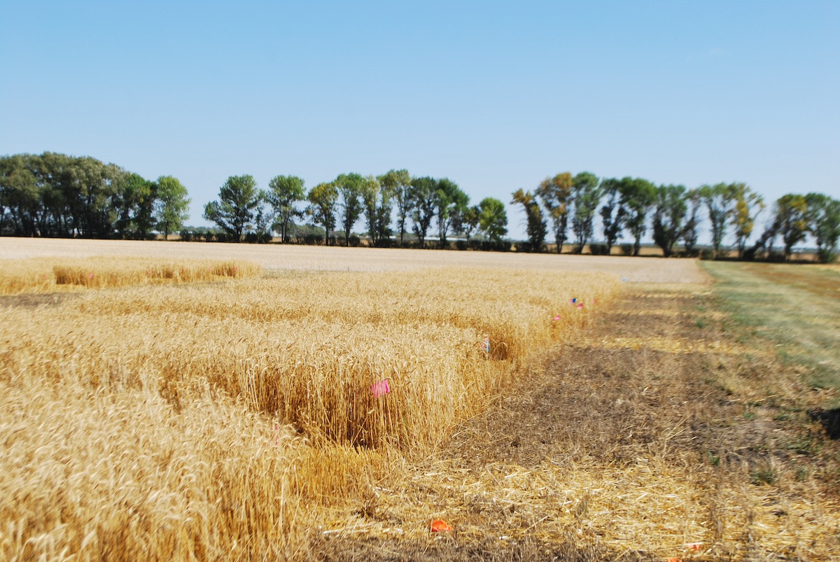 A field of golden wheat ready for harvesting