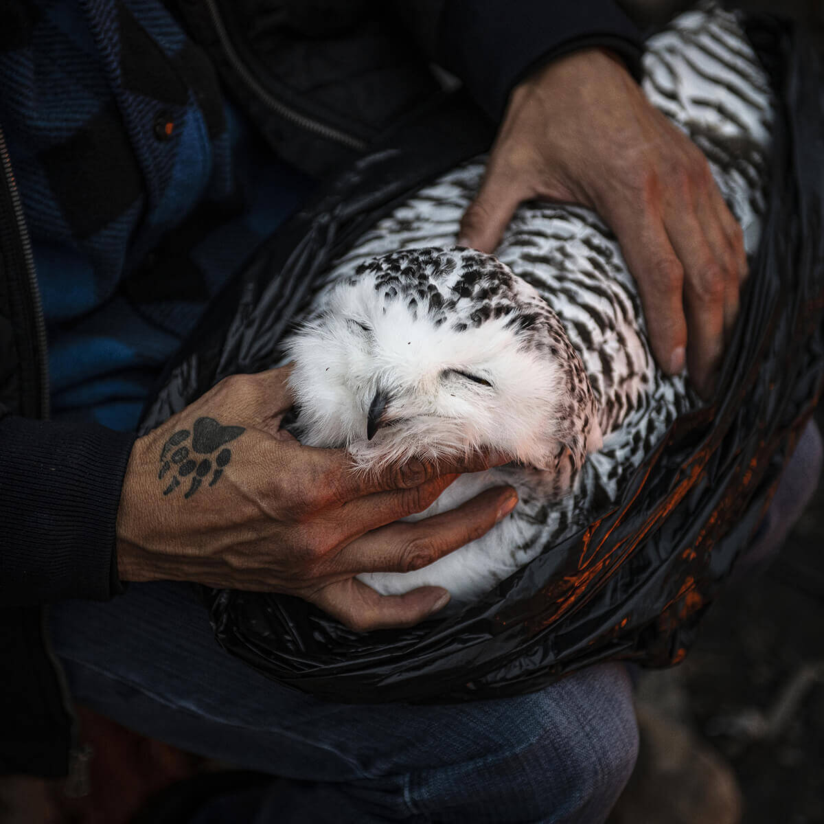 A photo of a man's hands holding a dead snowy owl in a trash bag. The owl's eyes are closed.