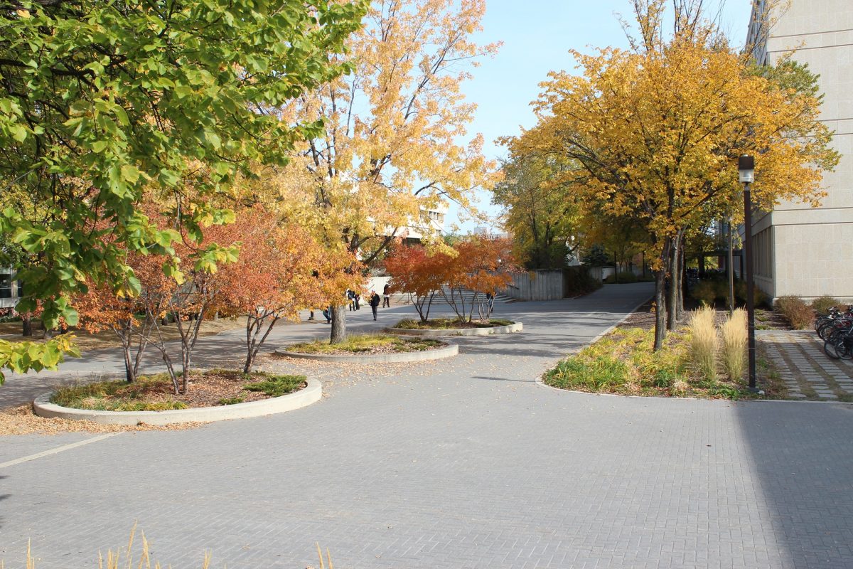 Trees in Fall colours along Curry Place walkway.