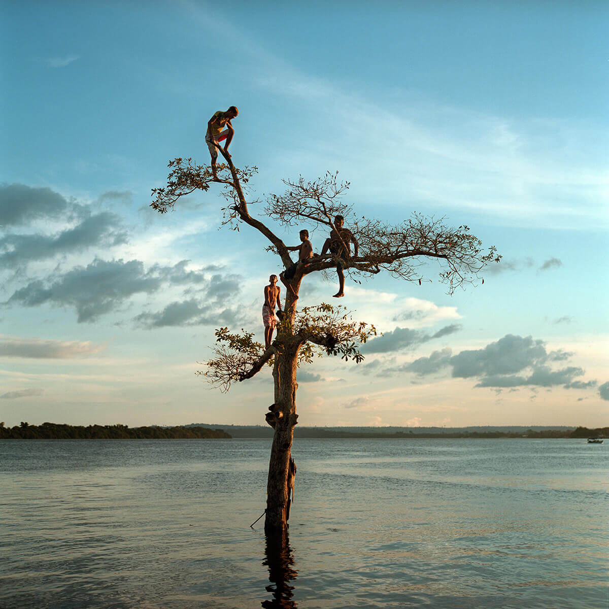 A photo of four Brazilian youths in a tree growing out of a large body of water.