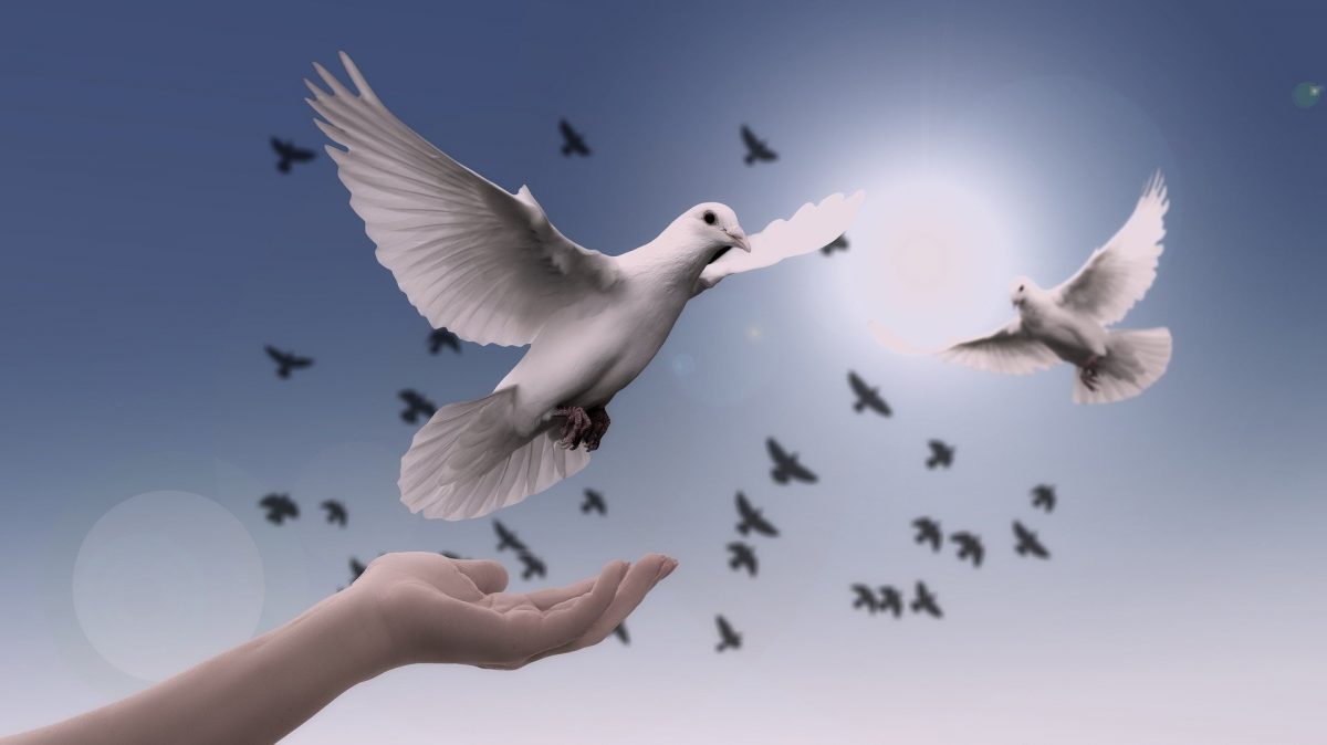 image of hand releasing dove to flight