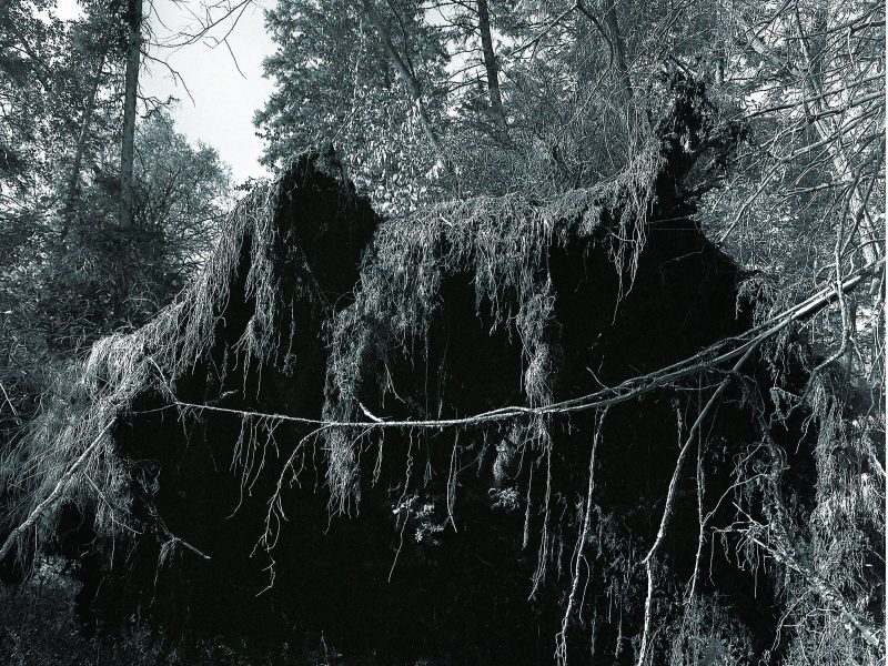 A black and white image of the underside of a tree that has been uprooted in a dense forest.