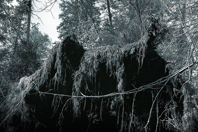 A black and white photo of a swamp with moss growing over branches in a vague shape of a person with arms outstretched.