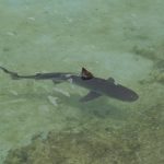 A reef shark in shallow water
