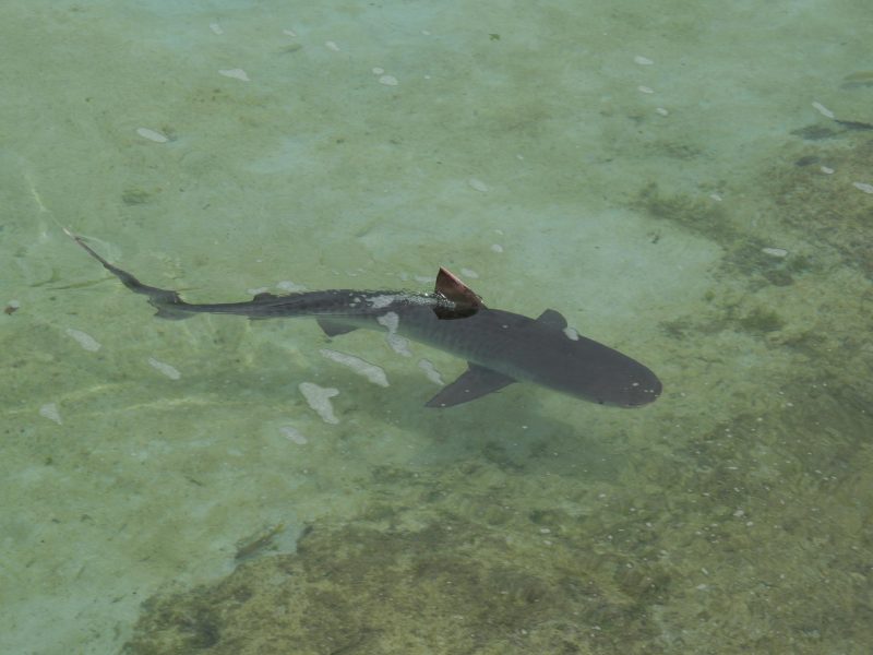 A reef shark in shallow water