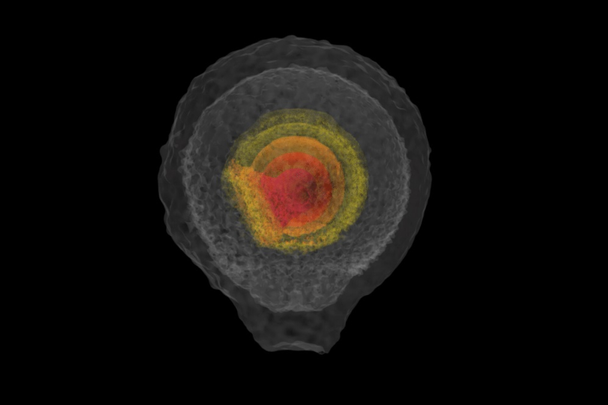 Remnants of type Ia explosions are not necessarily symmetric, as commonly believed.