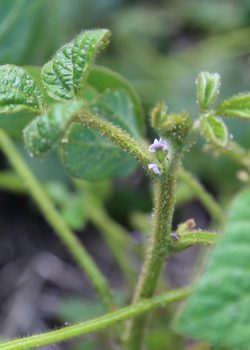 Aphids infest a soybean plant