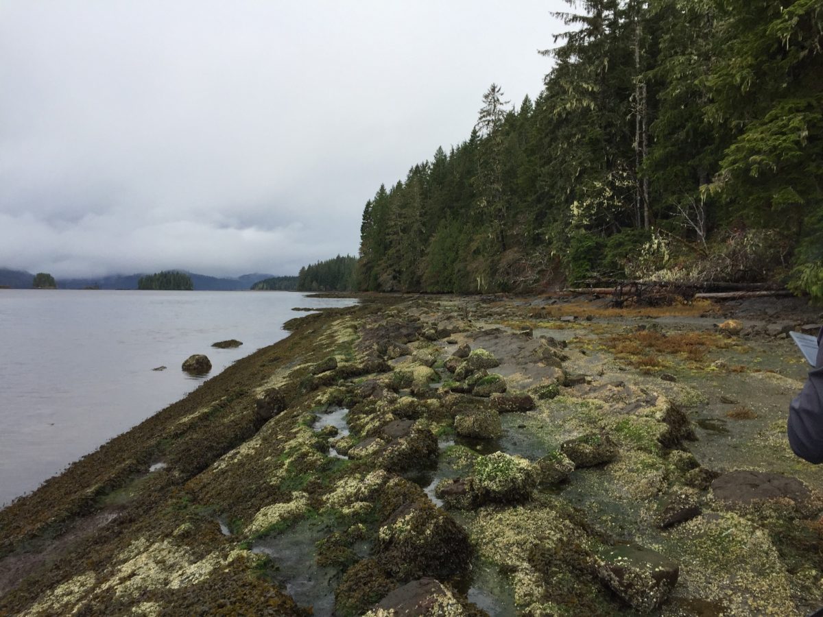 Holberg Inlet, along the north shore of Vancouver Island, is a rich site for Cretaceous flora.