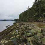 Holberg Inlet, along the north shore of Vancouver Island, is a rich site for Cretaceous flora.
