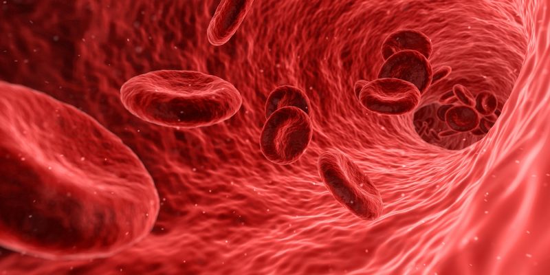 Closeup of blood cells.