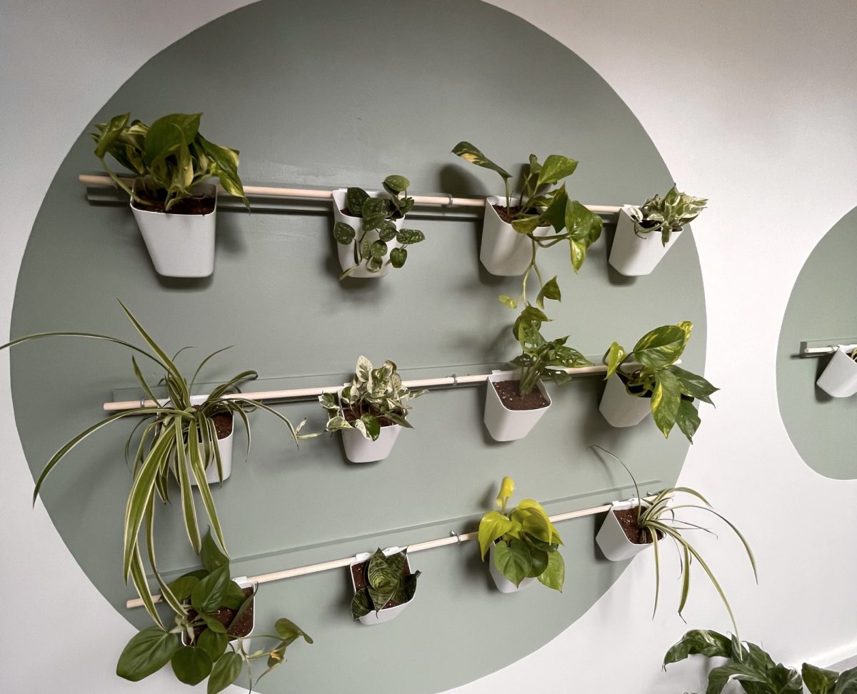 Wall planters aligned in rows with various indoor plants