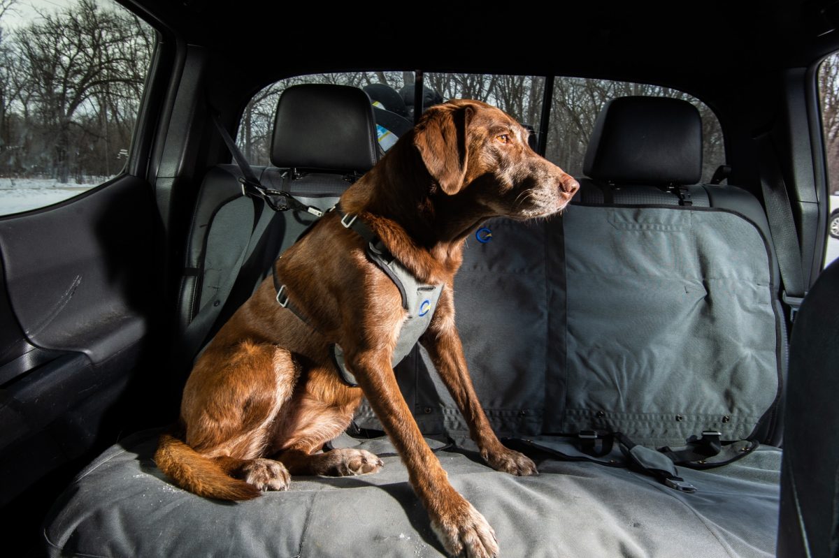 Optimus Gear is designed to protect pets riding in vehicles