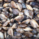 Many zebra mussels sitting in a pile.