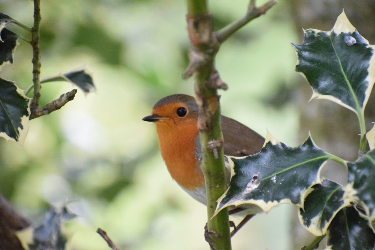 European Robin. Photographer = Wren K. Bell.