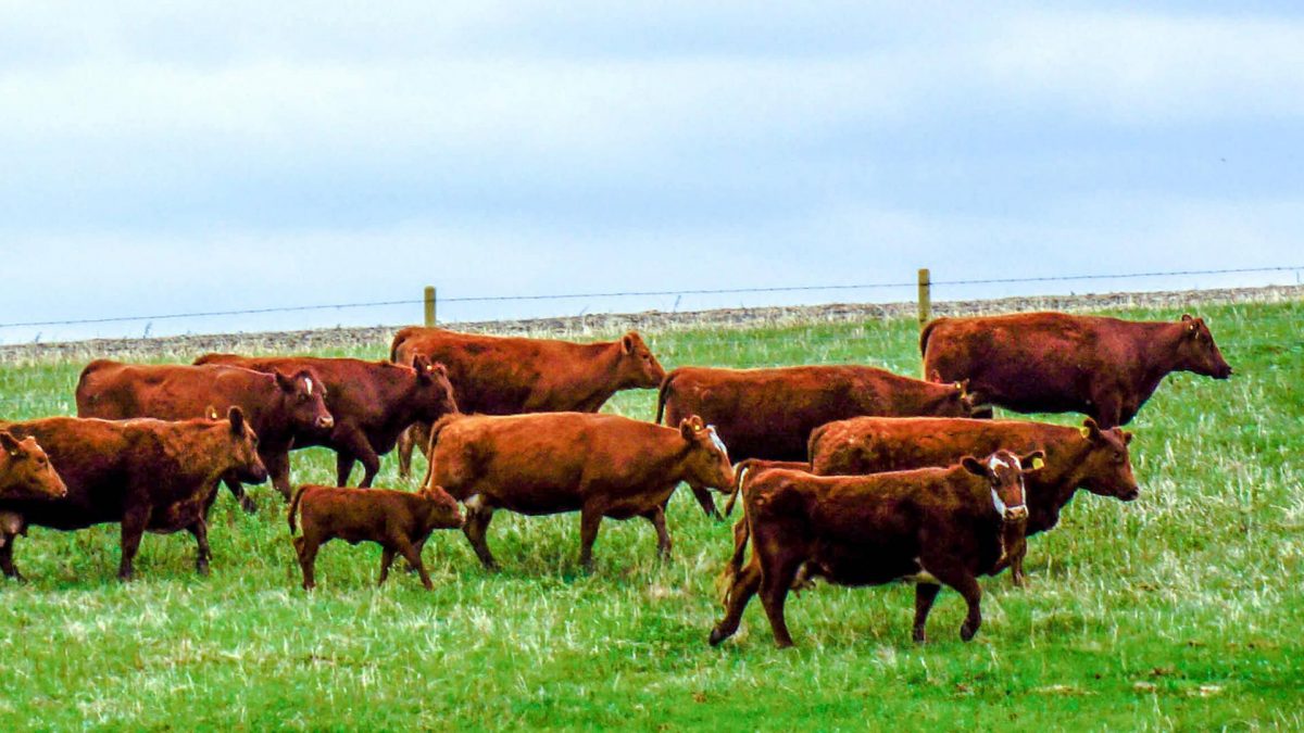 Herd of cattle in pasture