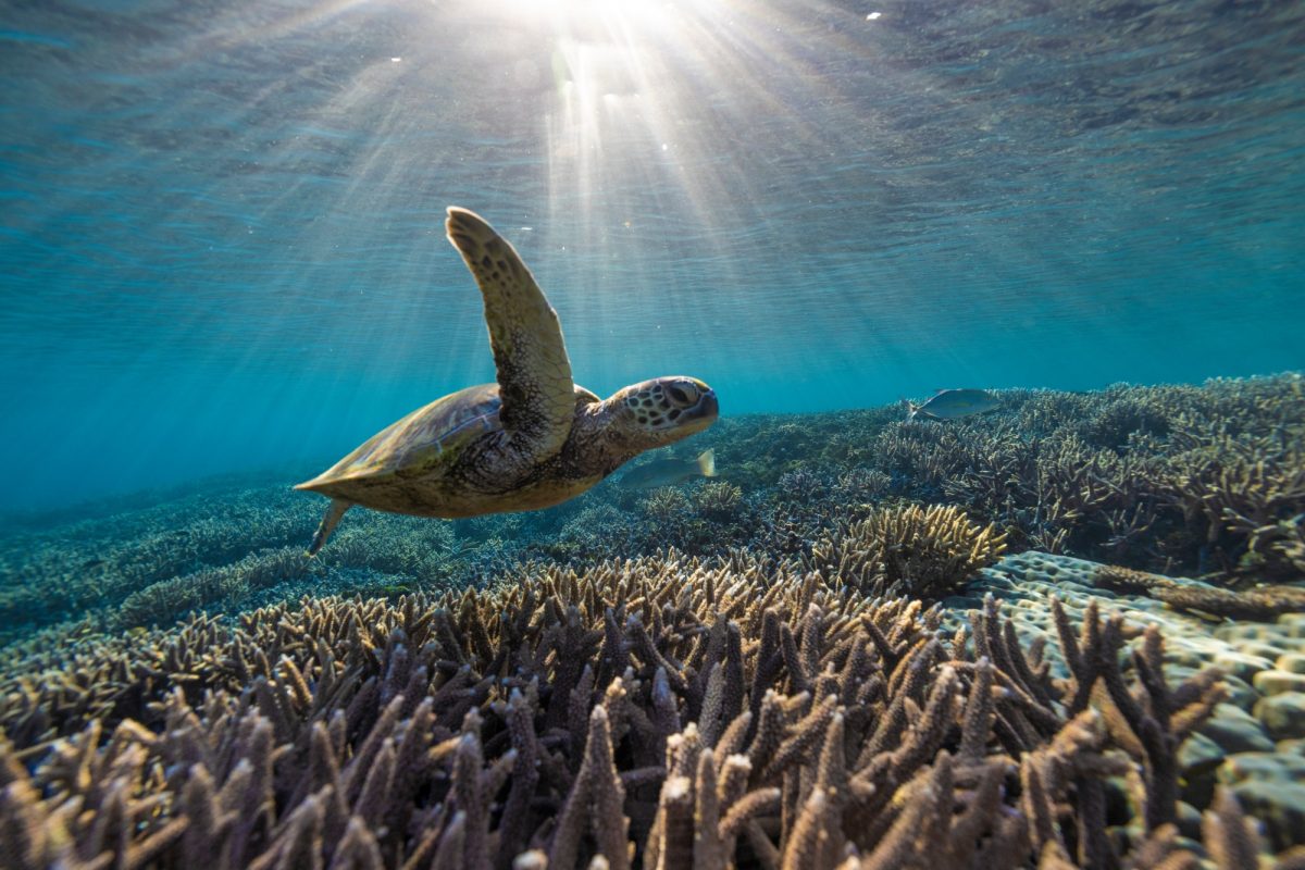 Sea turtle swimming over the Great Barrier Reef, with sunlight gleaming through the ocean water from above.