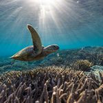 Sea turtle swimming over the Great Barrier Reef, with sunlight gleaming through the ocean water from above.
