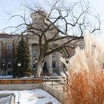 A winter scene on campus. The University's admin building stands in the background. It the foreground, there is a bare tree and a clump of dried out prairie grass.