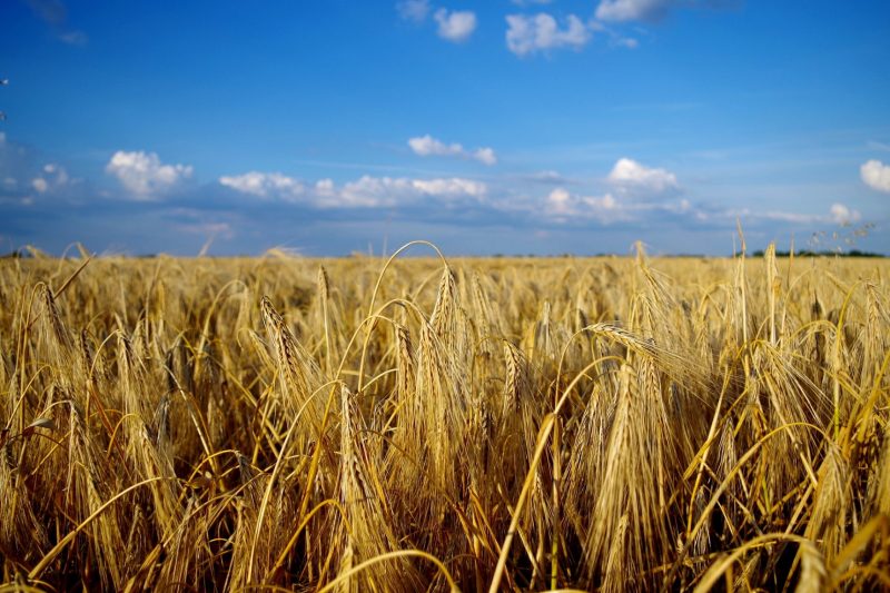 Wheat field with a big blue sky above.