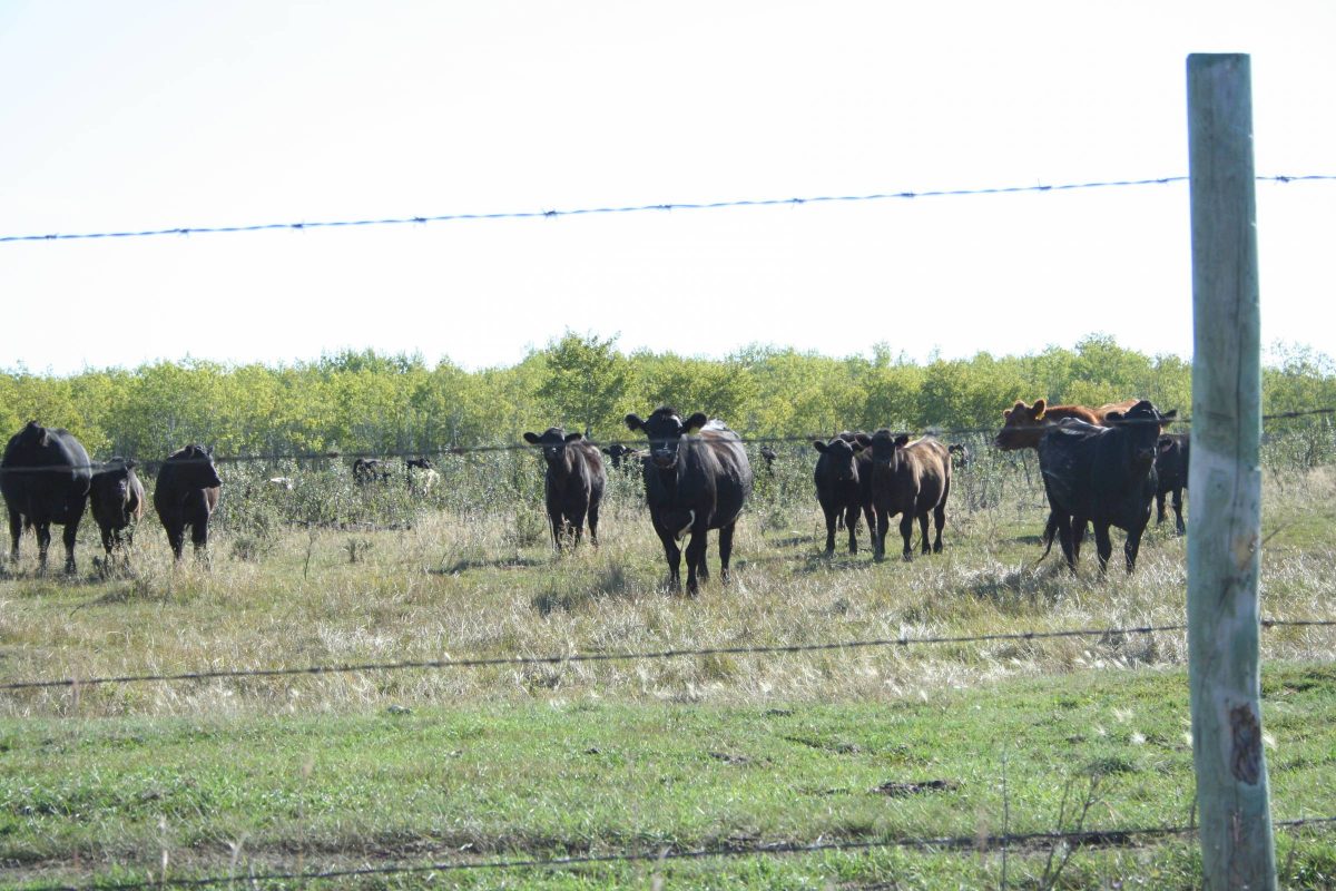 Herd of cattle in a field