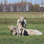 Cows standing and lying down in a pasture.