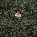 A child plays among coca leaves in the Pichari district, Ayacucho deparment, Peru.