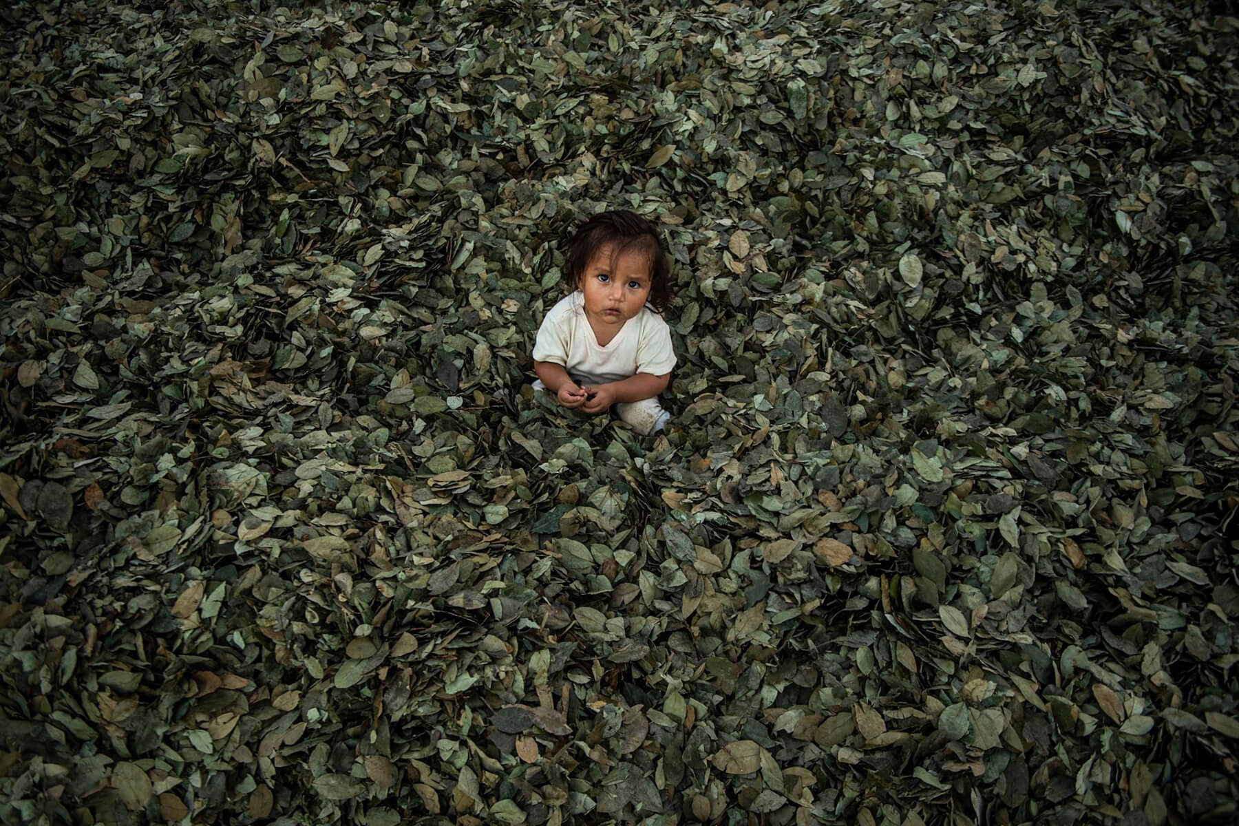 A child plays in the coca leaves in a coca-growing region in Peru known as “cocaine valley” // Photo by Ernesto Benavides / AFP via Getty Images