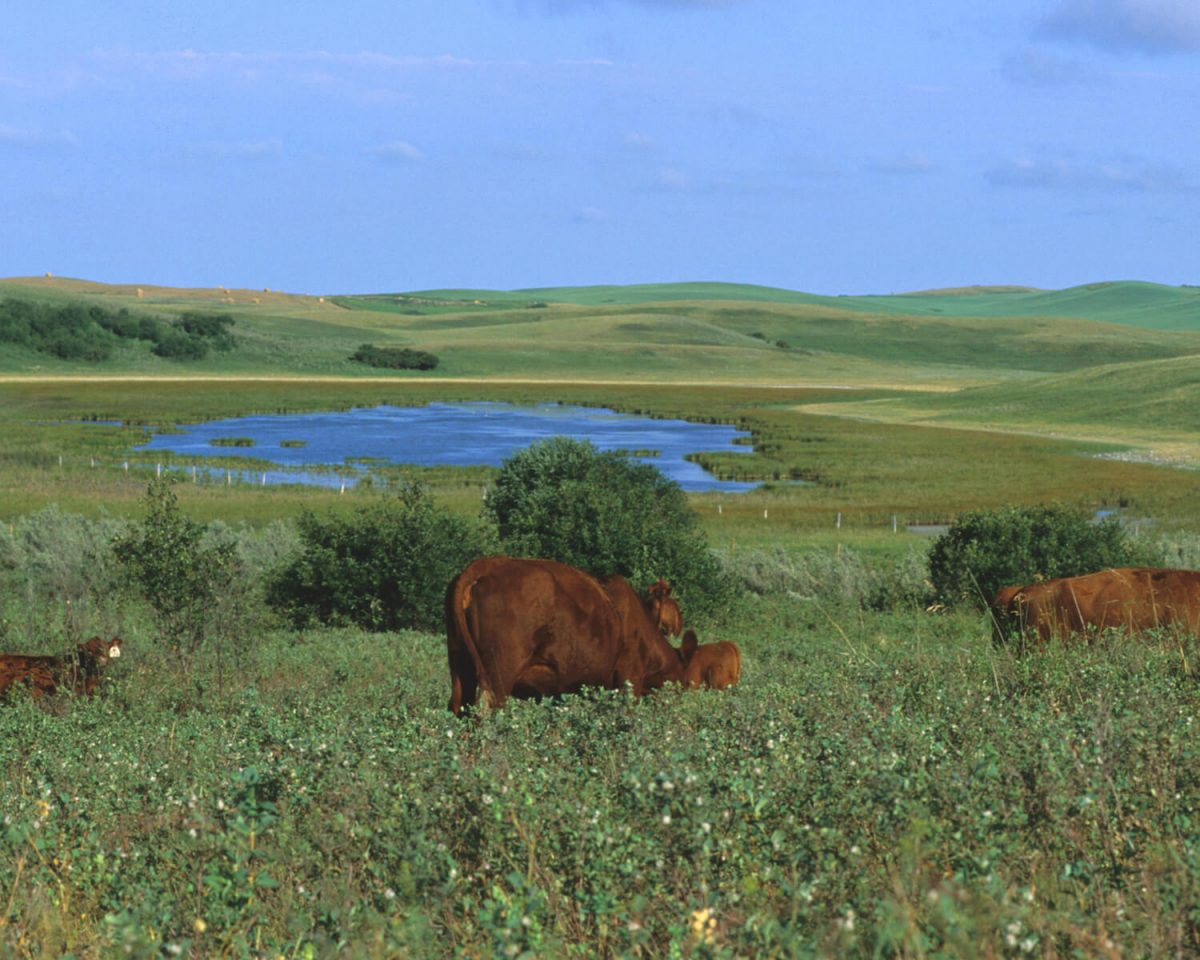 Cattle graze in a field