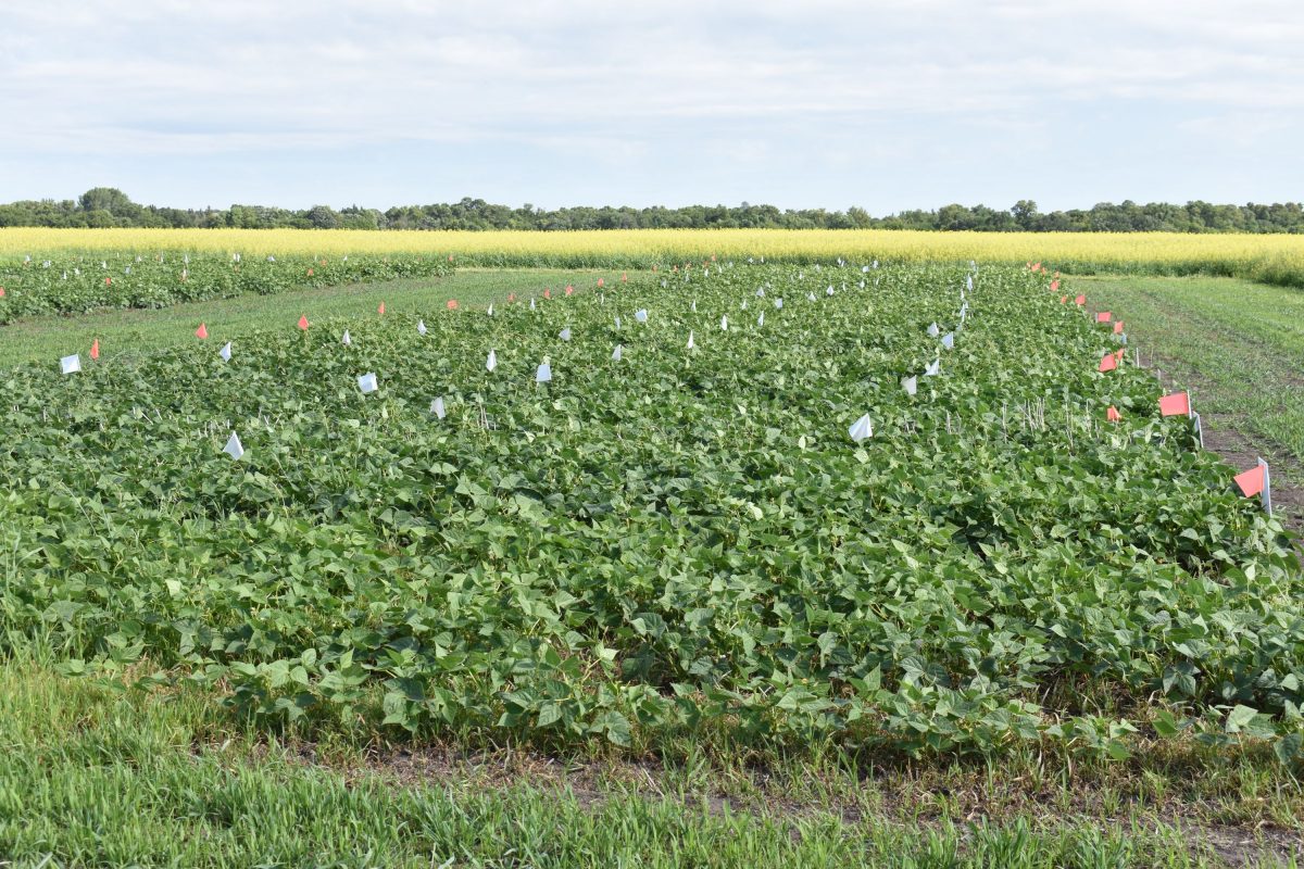 image of a soybean field