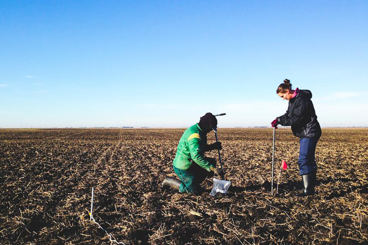 UM will host a new Research Chair in Potato Sustainability, which will advance the global potato industry in part through hands-on fieldwork.