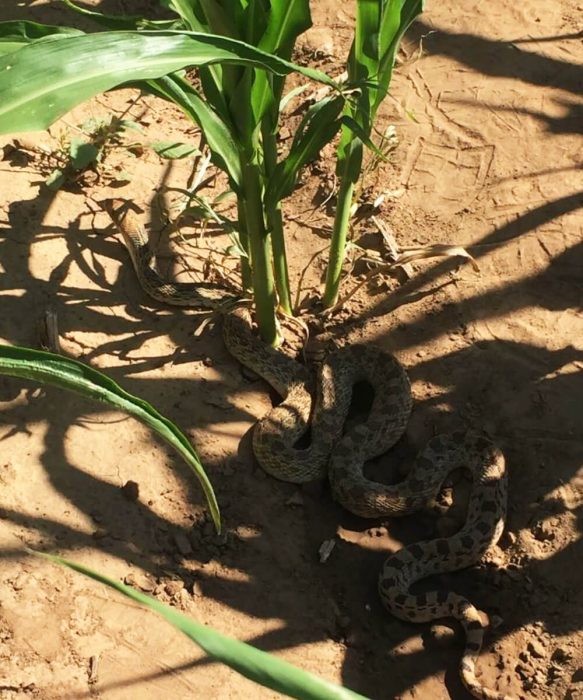 snake in plant stems