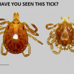 A Lone Star tick (Department of Entomology, University of Wisconsin-Madison)